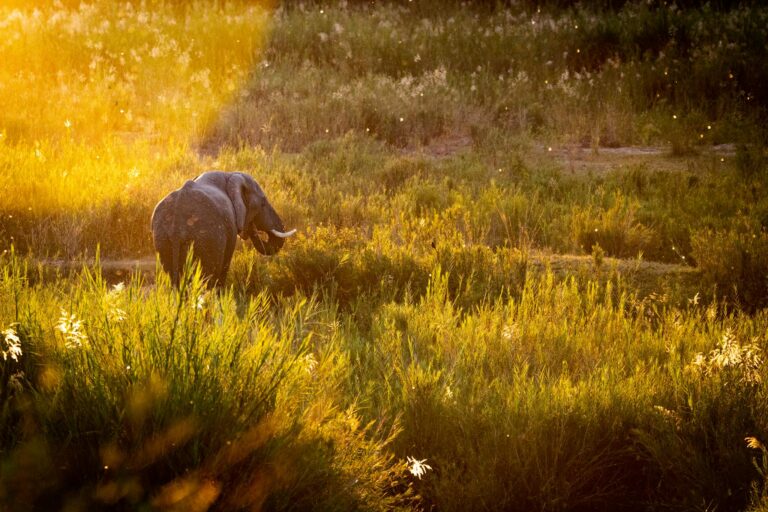 A majestic African elephant roaming a sunlit grass field in South Africa.
