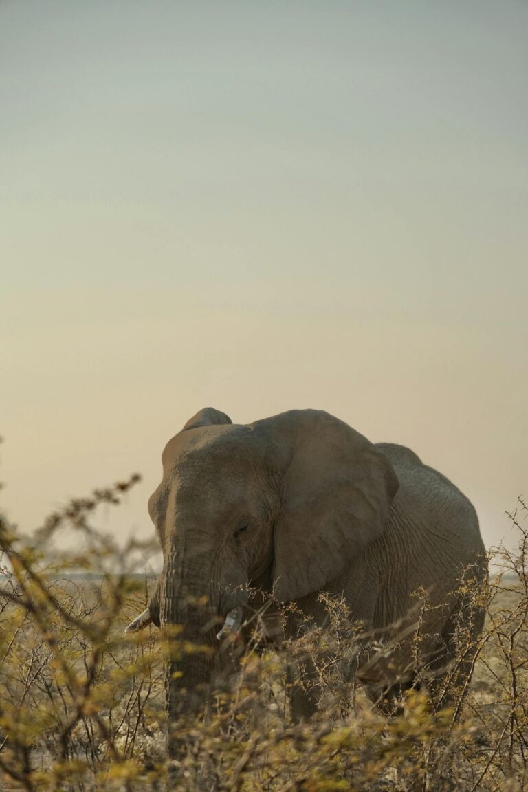 An African elephant peacefully grazes in the savannah during a stunning sunset safari experience.