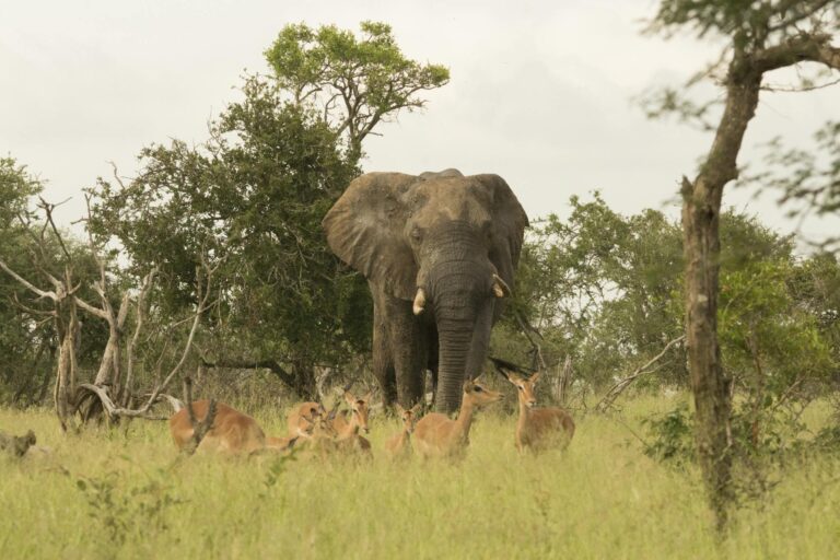 An African elephant stands regally amidst a group of deer in a lush savannah landscape, showcasing true wildlife harmony.
