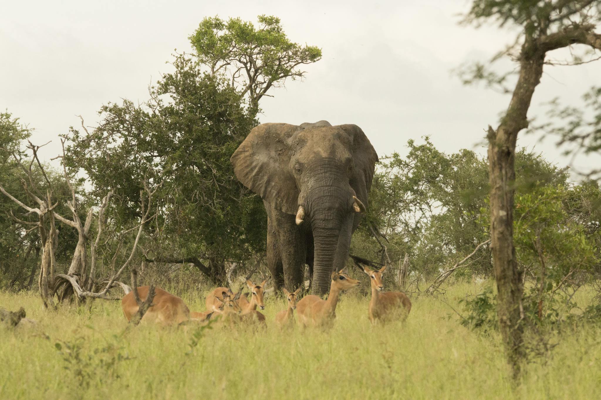 An African elephant stands regally amidst a group of deer in a lush savannah landscape, showcasing true wildlife harmony.