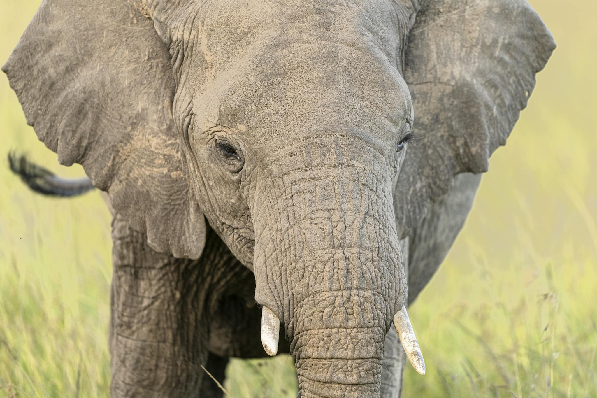 Majestic African elephant in Kenya's savannah, captured up close.