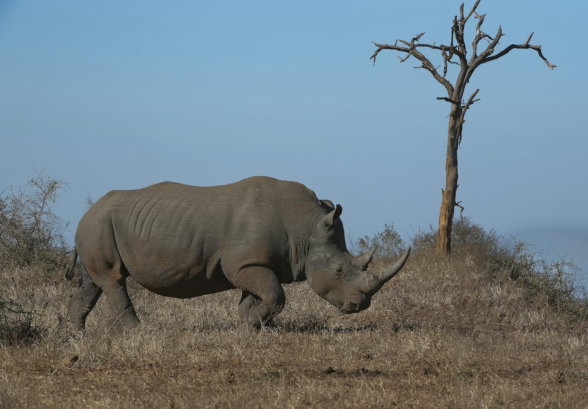 Stunning photograph of a rhino roaming the savannah in South Africa, showcasing its natural habitat.