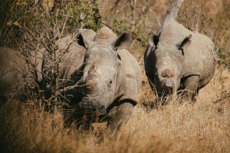 Two white rhinos roaming the wild bushveld in Kruger National Park, South Africa.